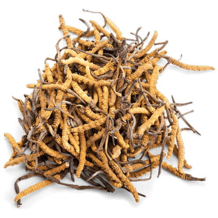 cordyceps-muncord-tiens